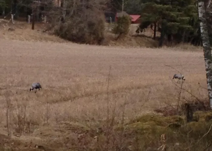 Stallbacken 나우보