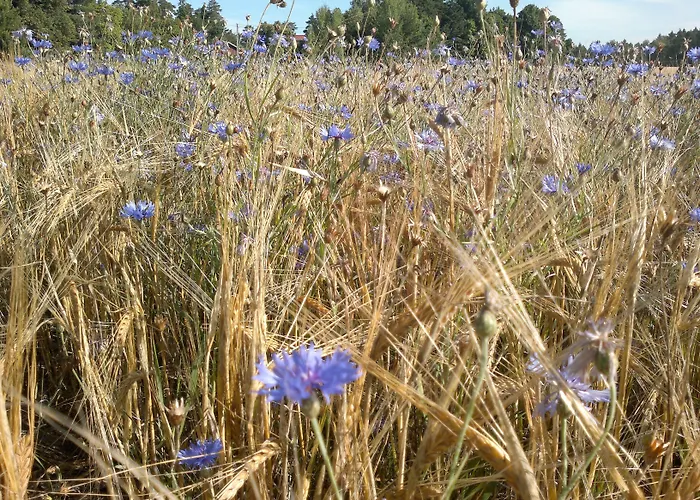 호텔 Stallbacken 4*